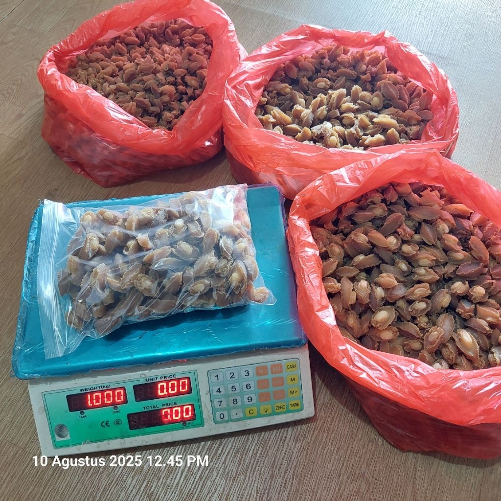 

abalon abalone kerang mata tujuh kering 5kg Pre-Order