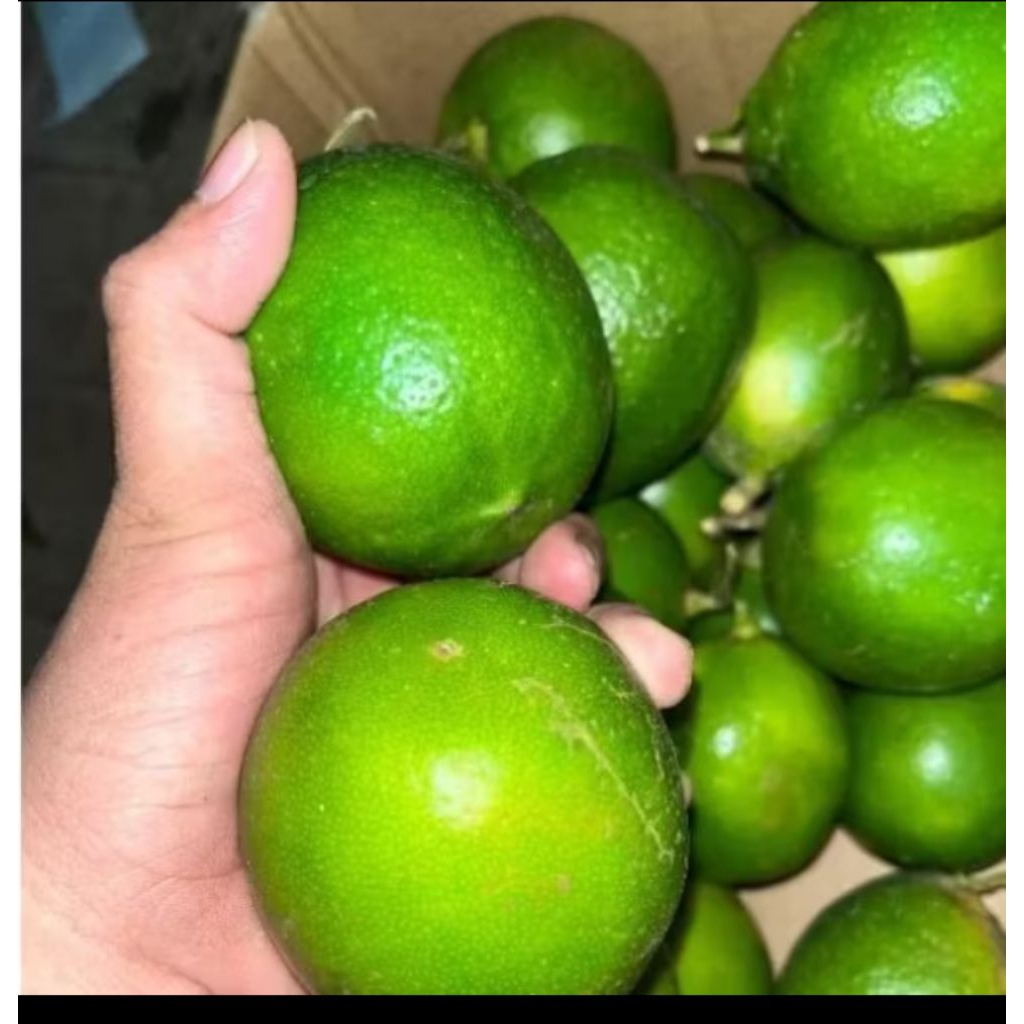

jeruk lemon 500grm