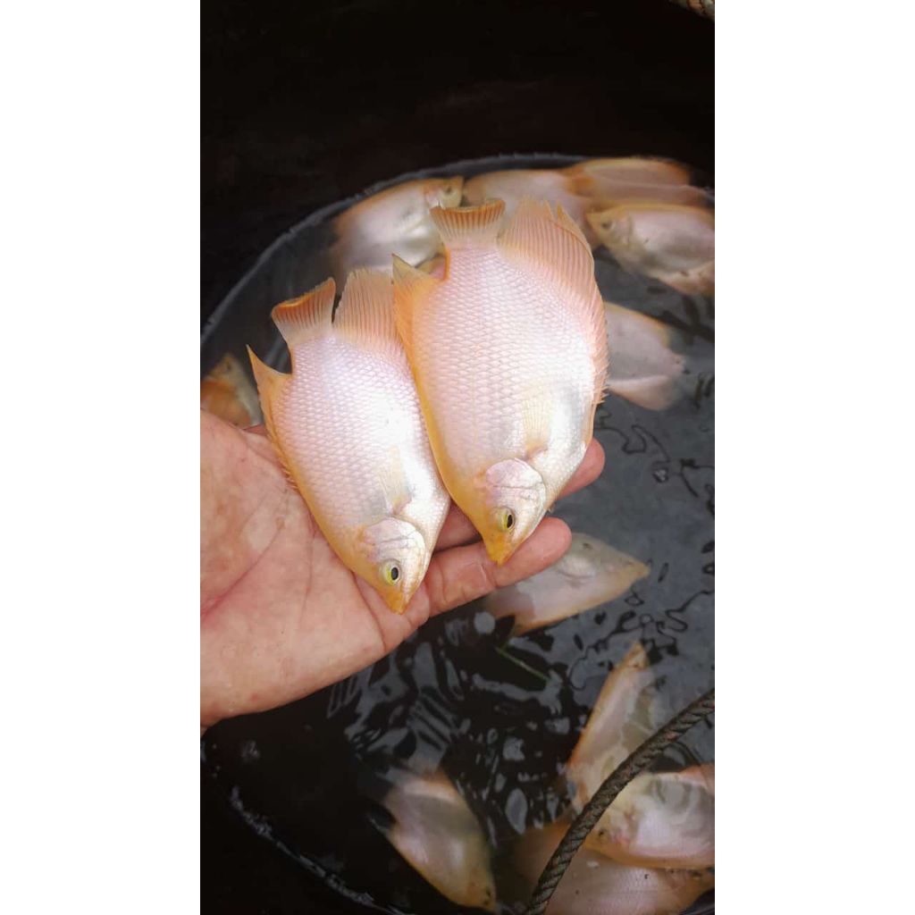 Bibit Gurame Padang Ukuran 2 Jari Korek Korek Kayu