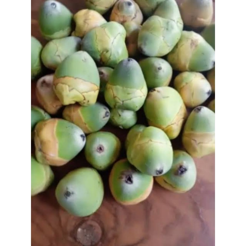 

BELULUK SUPER PER BIJI /TEMBULUK KELAPA / BELULUK KELAPA