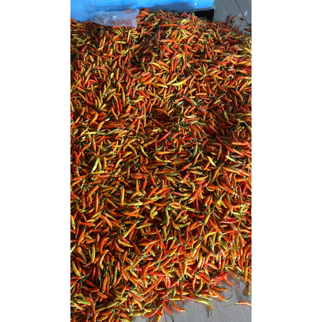 

cabe rawit 1kg /500gr cocok untuk bumbu masak