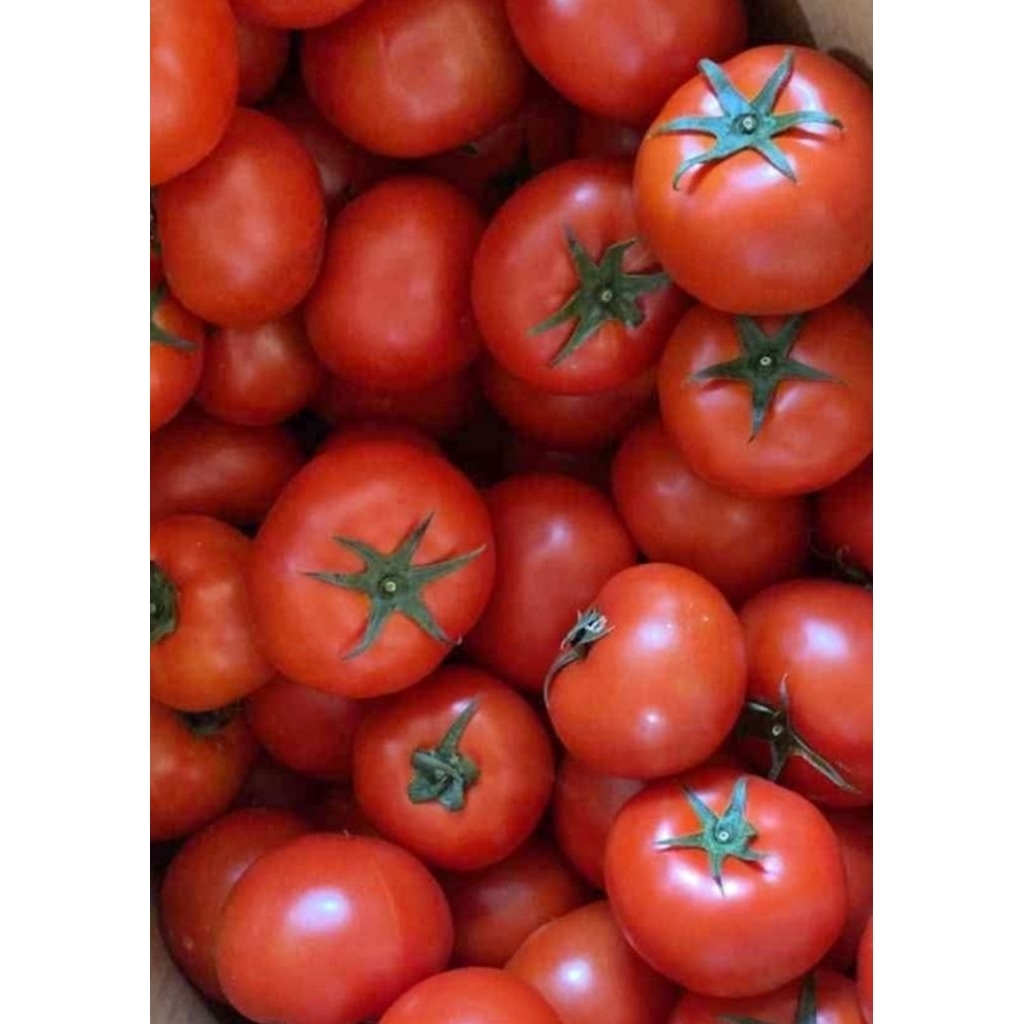 

Tomat merah segar fresh / beef tomato