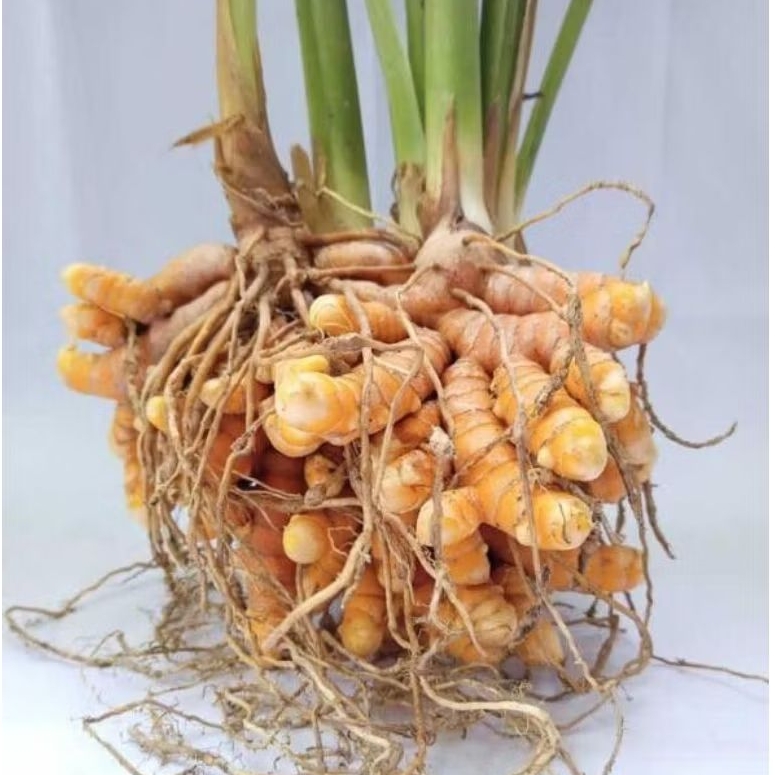 

Kunyit Kuning / Segar | Herbal Tradisional | Obat & Masakan 500gr