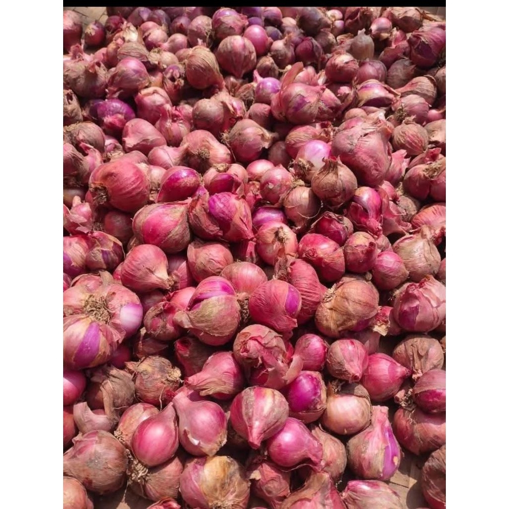 

BAWANG MERAH JUMBO MURAH !!!