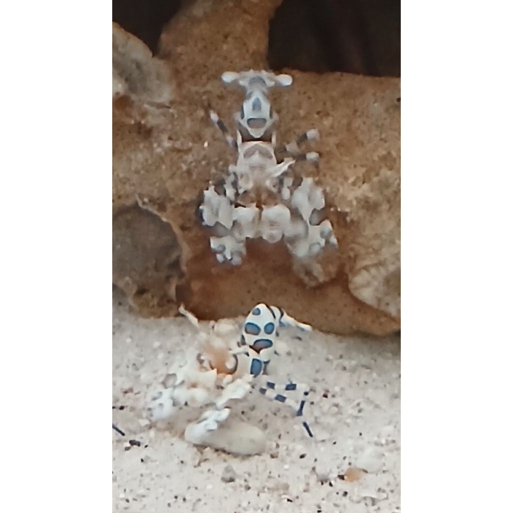 Harlequin shrimp. Udang Onde. Udang hias air laut.