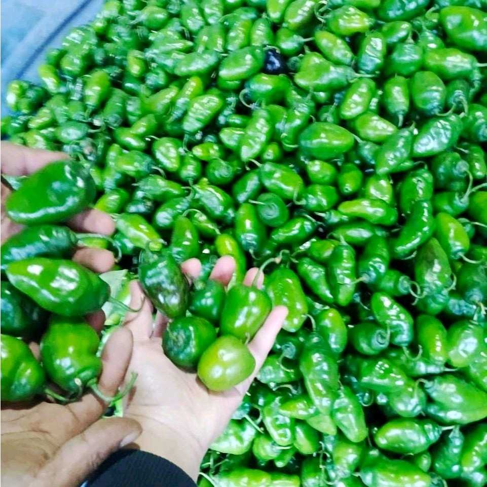 

Cabe Gendot 5 kg khusus Pulau jawa