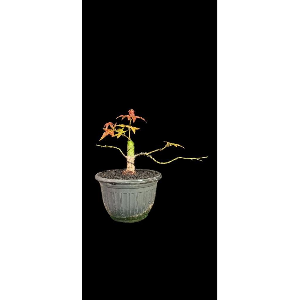 bonsai bahan japanese maple