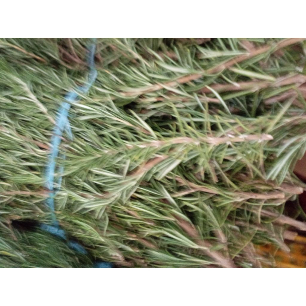 

Herbal Daun Rosmeri Rosmery petik segar