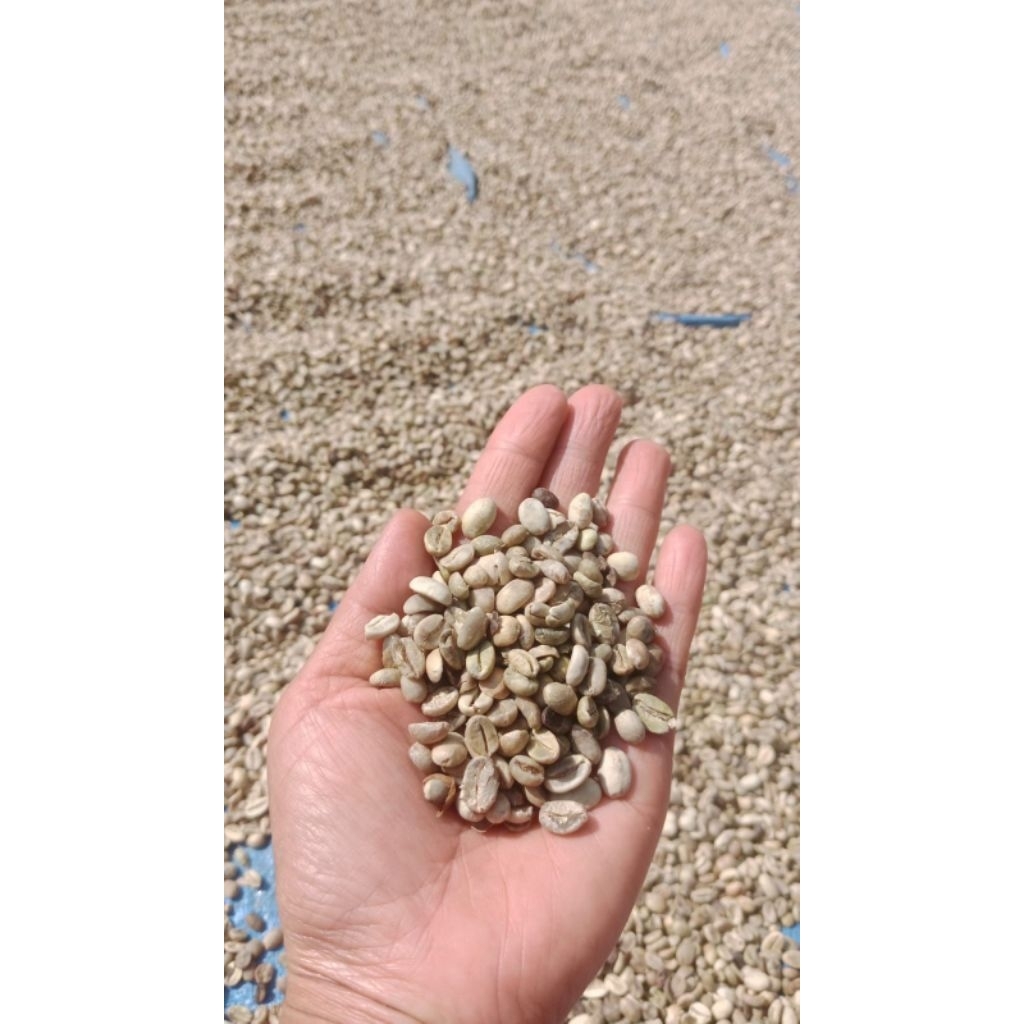 

Biji Kopi Arabika 1Kg 1/2 kg 1/4 Kg Biji Kopi Arabika Asalan Biji Kopi Arabica Biji Kopi Premium Biji Kopi Biji Kopi Jawa kopi Jowo Arabica Jawa Biji Kopi Specialty Biji Kopi Arabica 90%