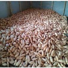 

umbi/ubi cilembu/kuning/putih manis ukuran yang kecil Asli 1 kg