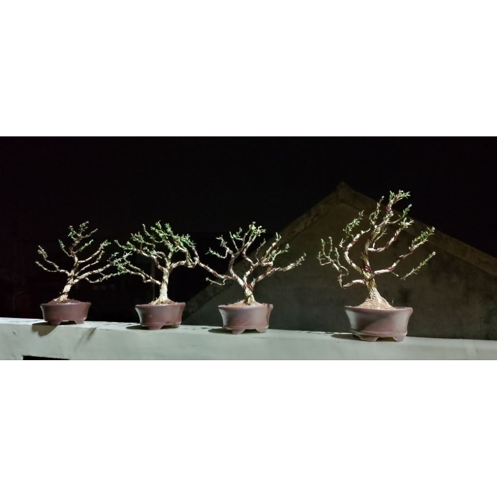 bonsai buxus