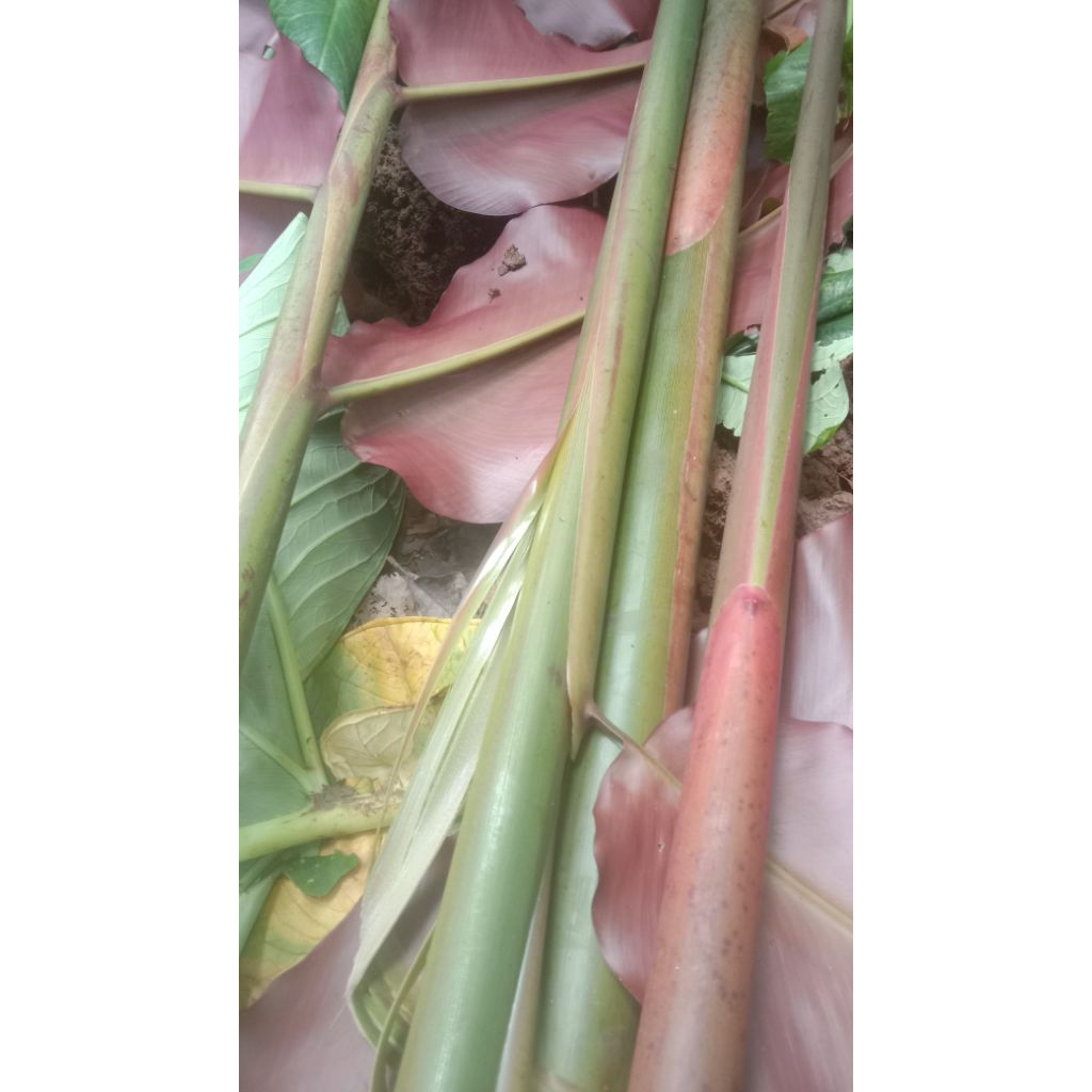 

Batang comrang merah masih segar 1kg