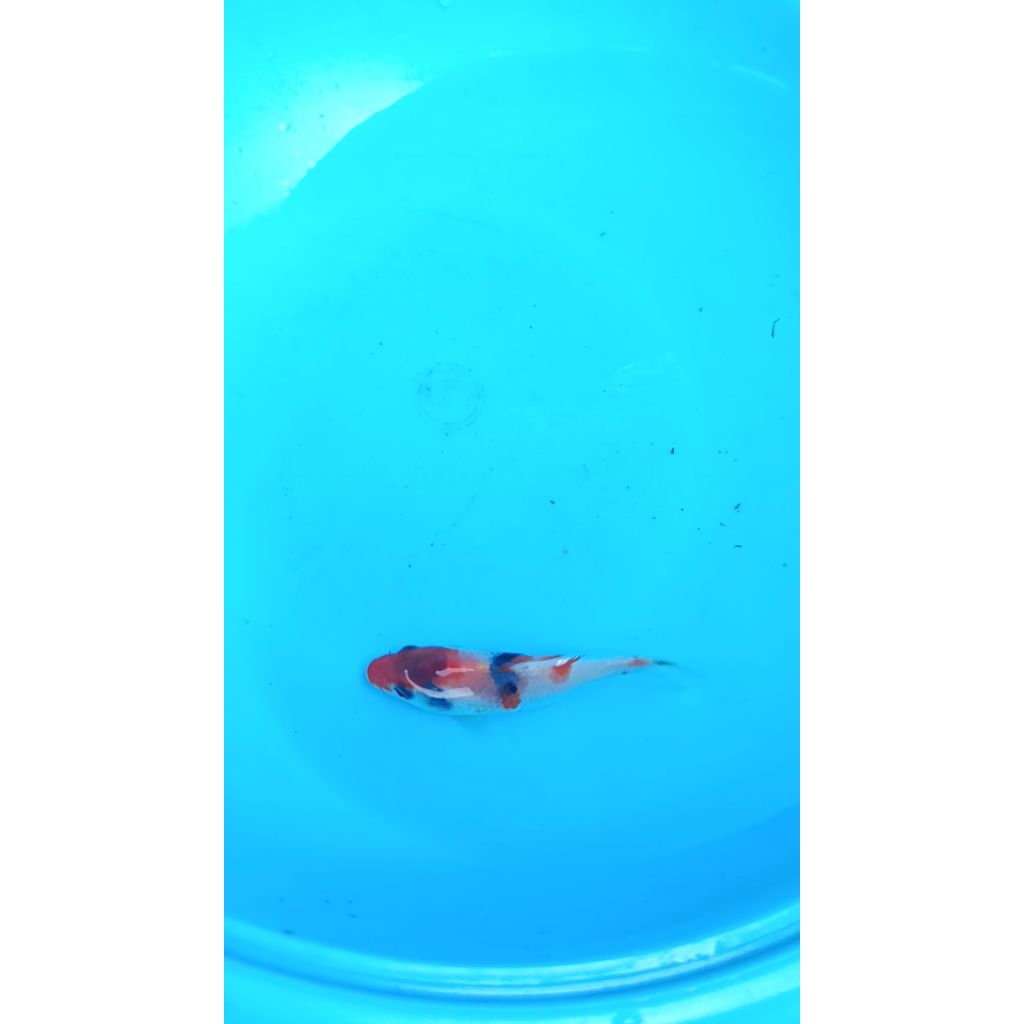 

sanke 3D heiden merah darah