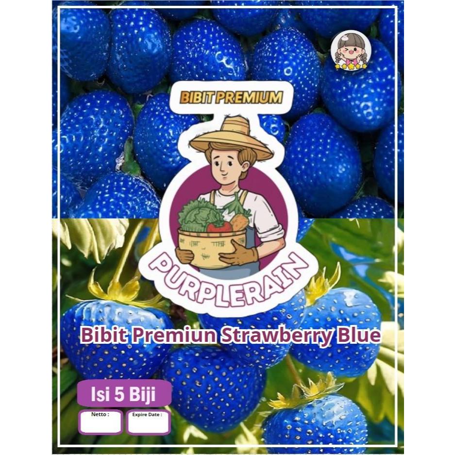 Bibit Premium Strawberry Blue | Benih Strawberry Biru| Bibit Strobery Biru