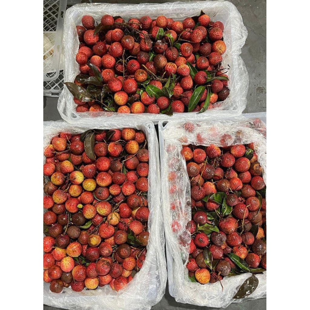 

Leci merah manis & segar buah premium