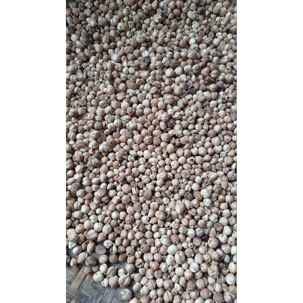 

KAPULAGA JAWA 100gram