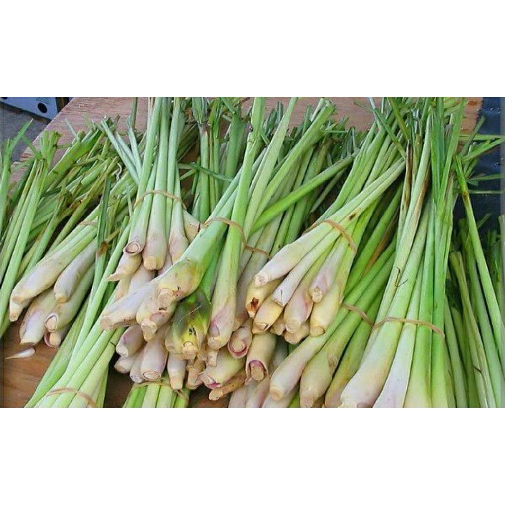 

SEREH SAYUR SEGAR BARU PETIK 500 GRAM