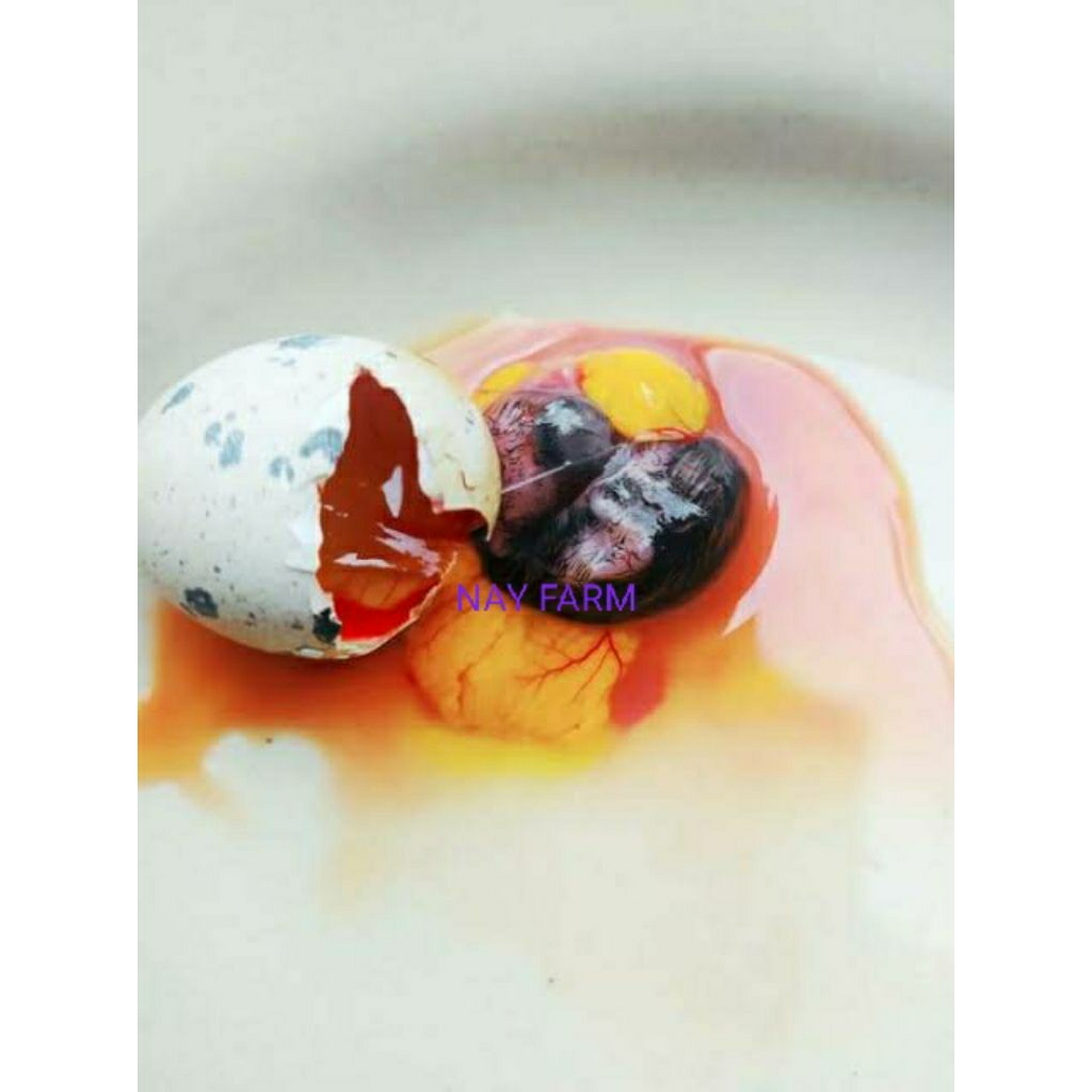 Tapuy NayFarm – Telur Puyuh Embrio Segar Umpan Pancing Galatama Lele