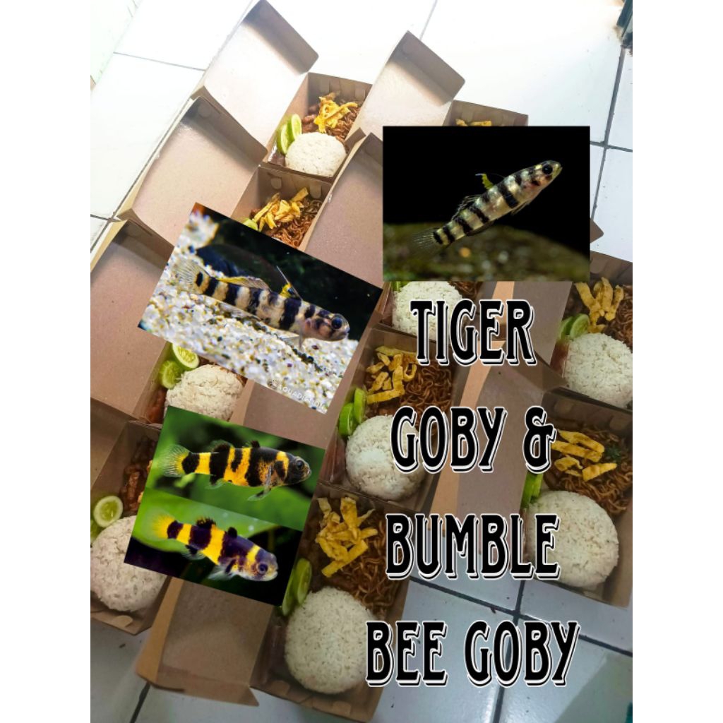 bahan kesehatan tiger goby & Bumblebee goby