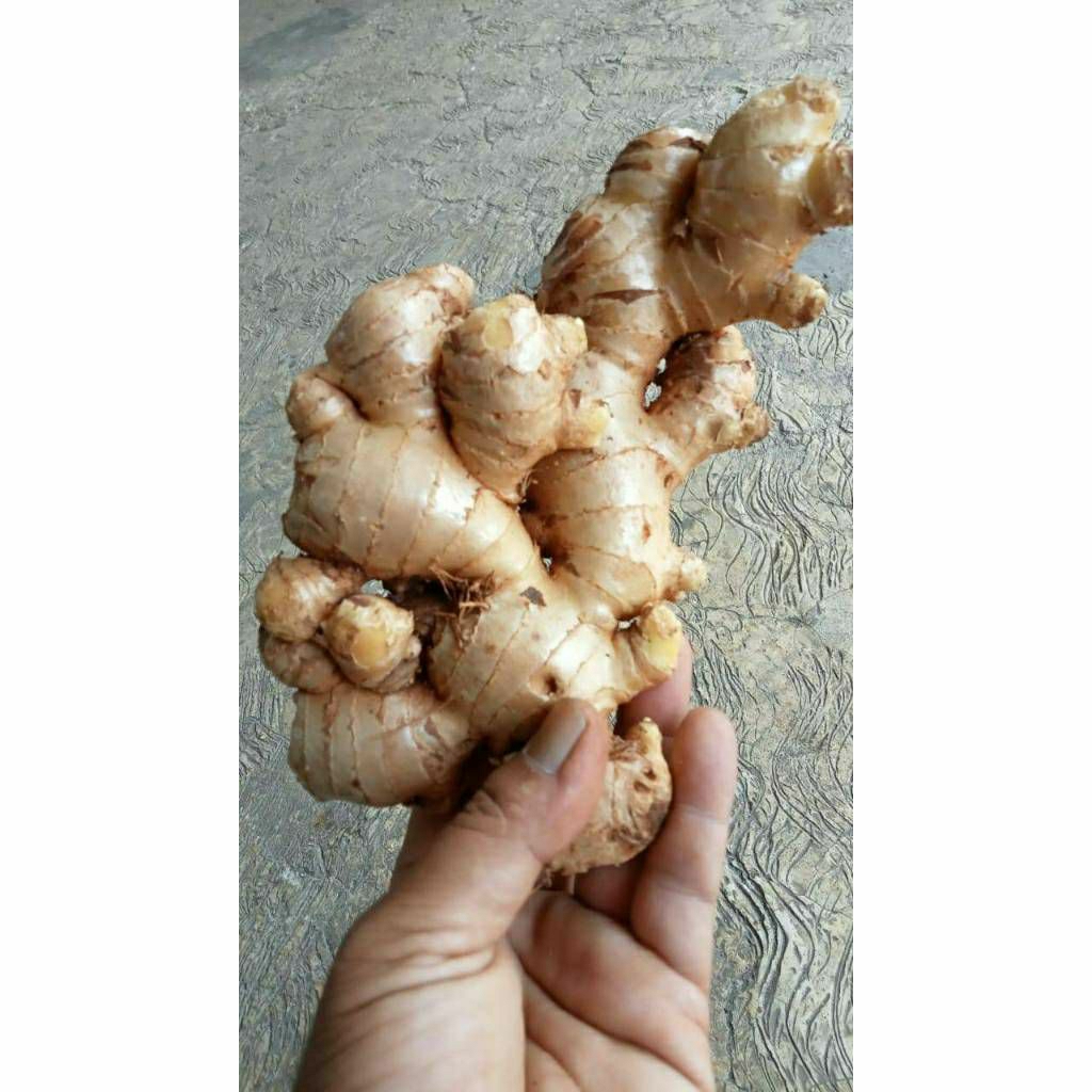 

jahe gajah 500g- 1kg