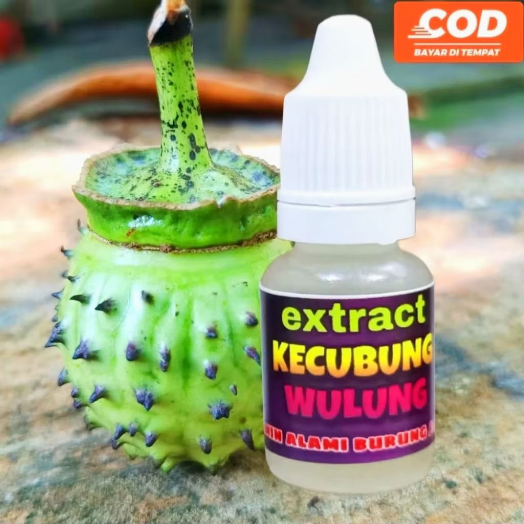 kecubung wulung 100% asli ekstrak buah kecubung vitamin burung