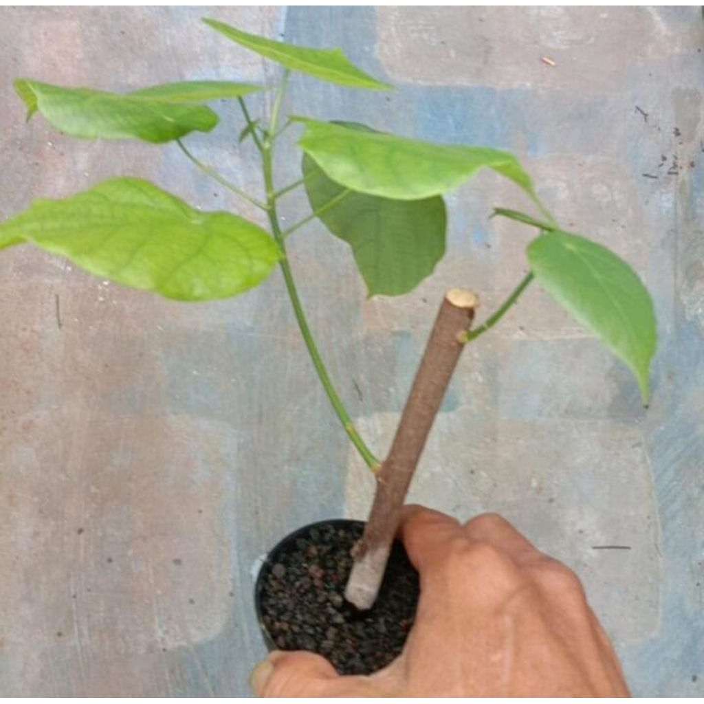 bibit tanaman Pat kua / pak kua / patkua / pakkua