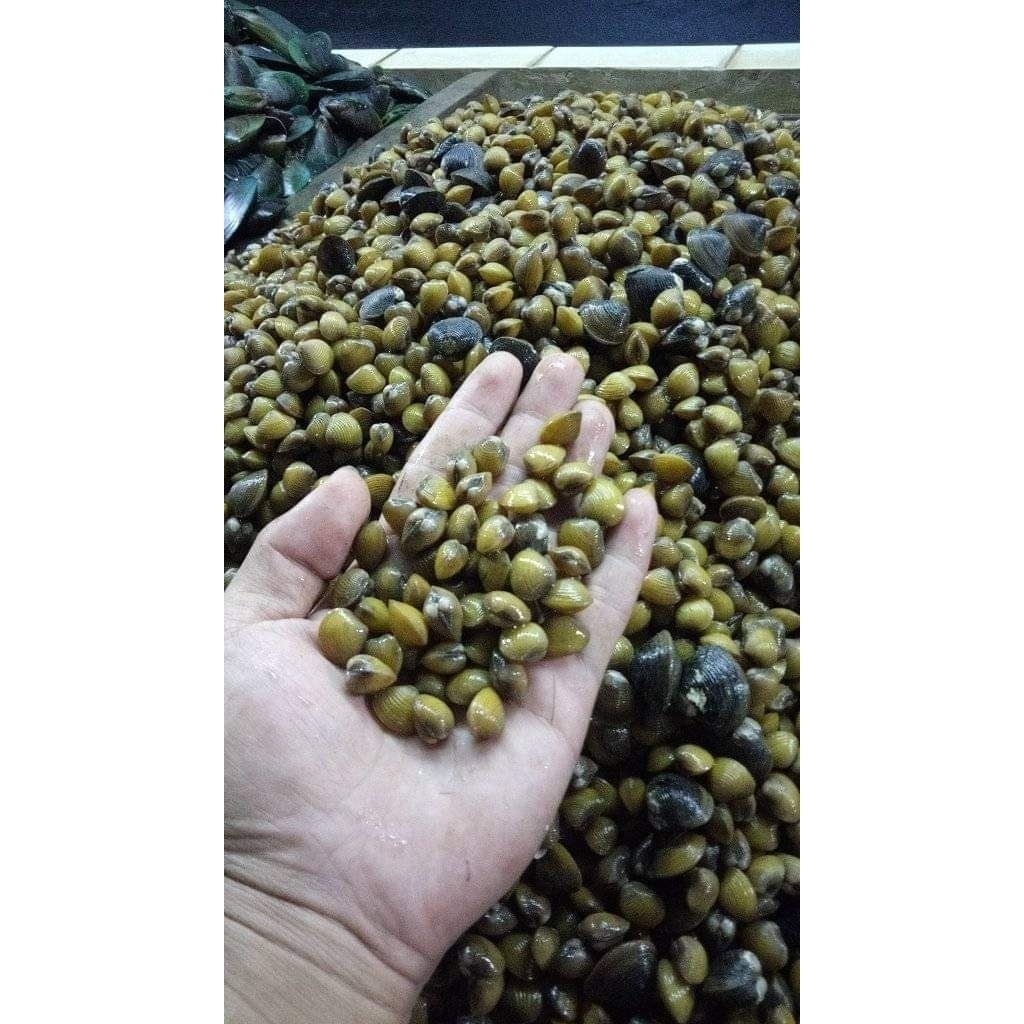 

kerang remis (laya)