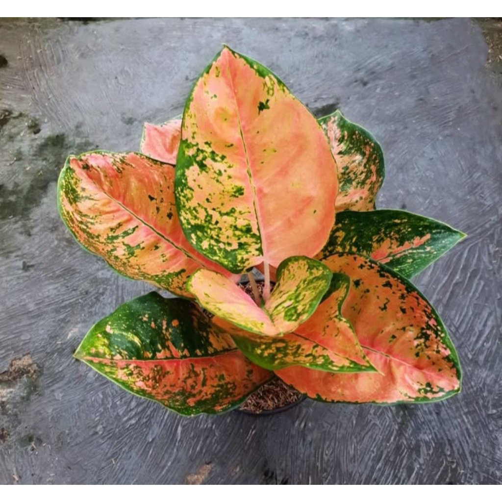 Bonggol Aglonema kochin Ebony berakar /aglonema murah