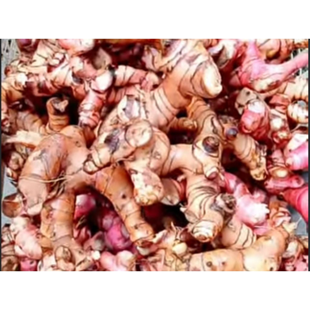 

Lengkuas / Laja / Laos Super 1kg