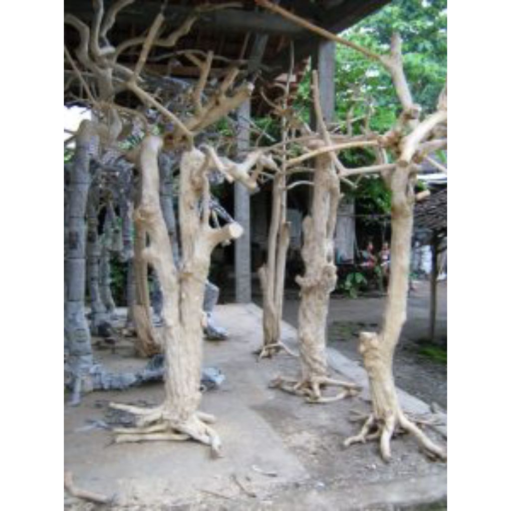Batang Kayu Kopi Bercabang Media tanam anggrek 1.5 meter