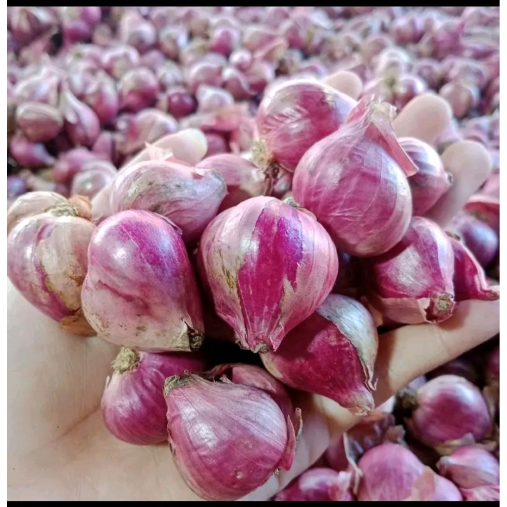 

BAWANG MERAH PROBOLINGGO