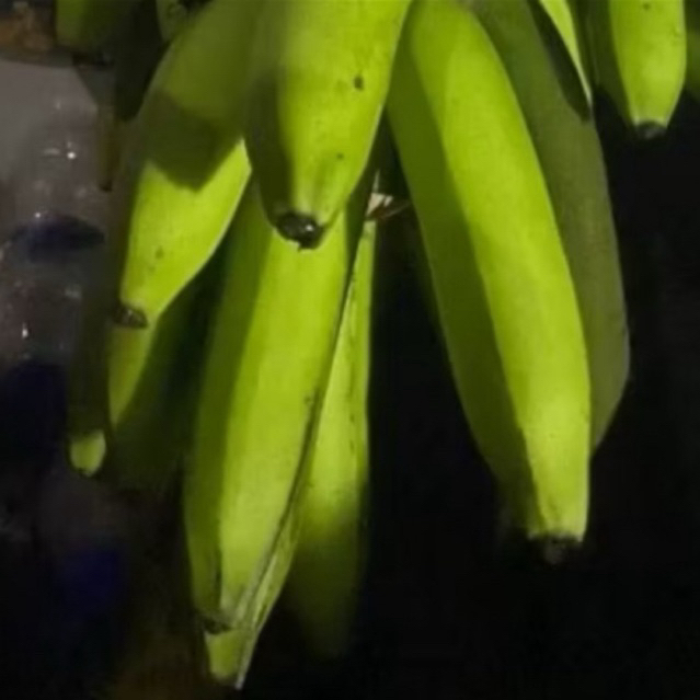 

Buah Pisang Mentah Alt Bck Pisang Bangkaulu