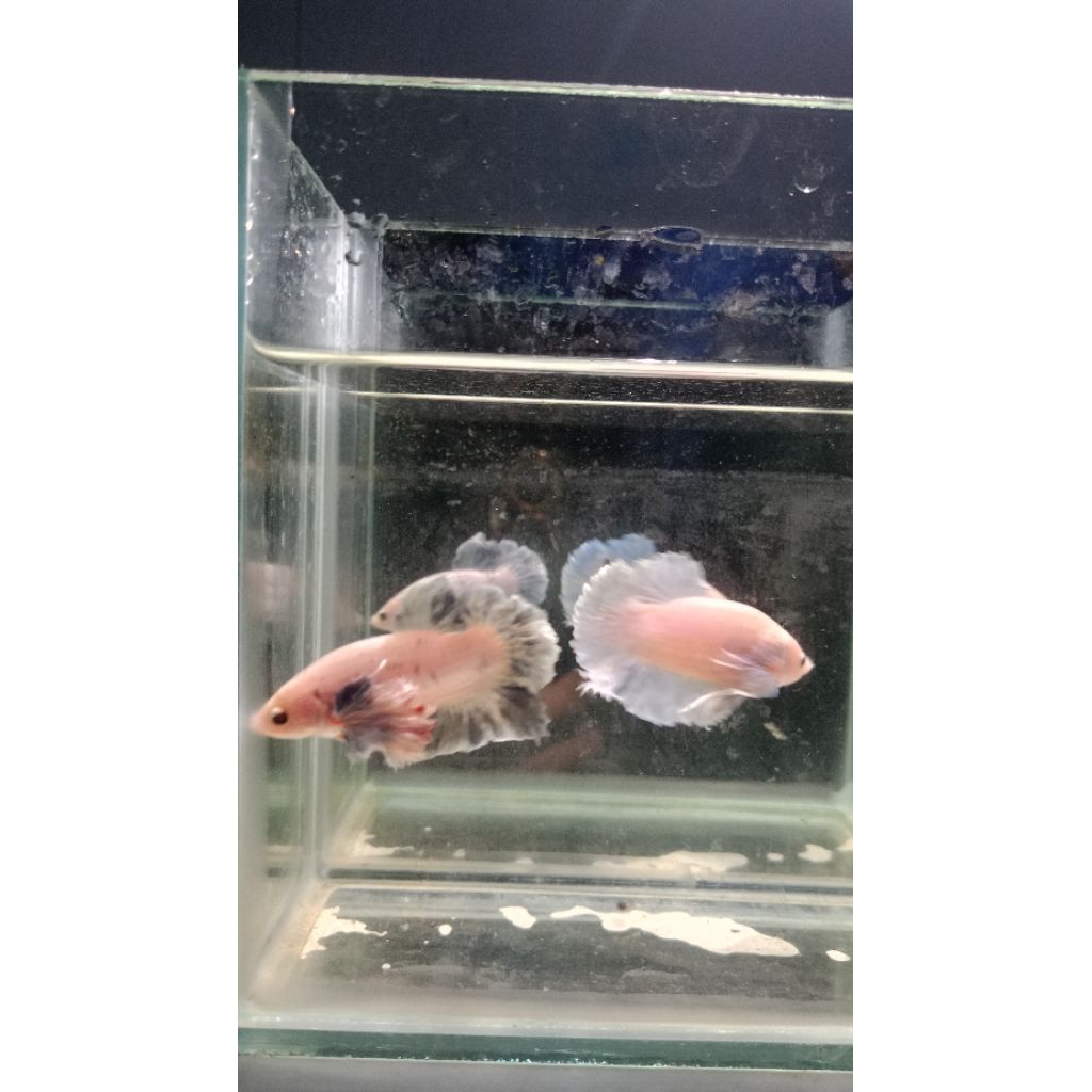 Ikan Cupang Plakat Dumbo Ear Grizle Grade A Male Size M/L