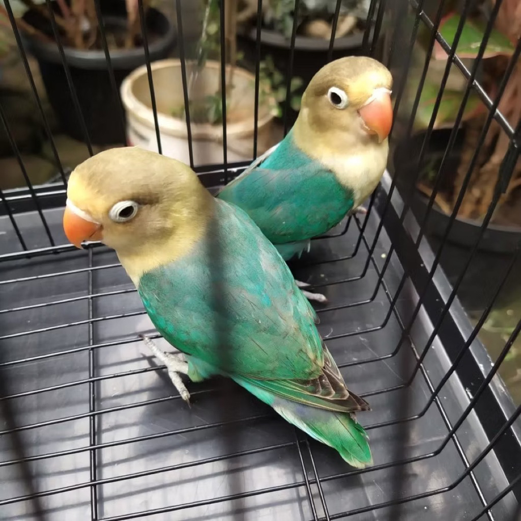 lovebird parblue tosca pilihan rawatan satuan