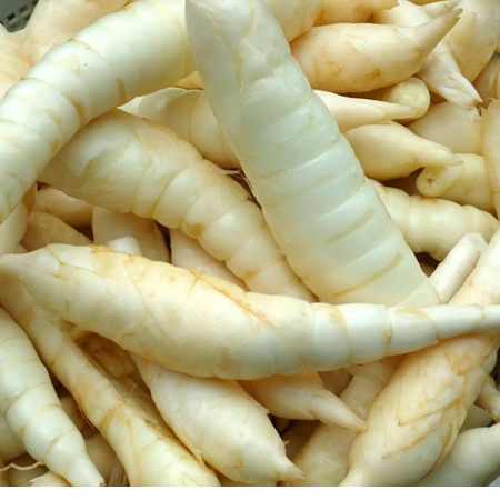 

Umbi Garut Segar Bersih Variian 1kg / Ubi Garut Segar