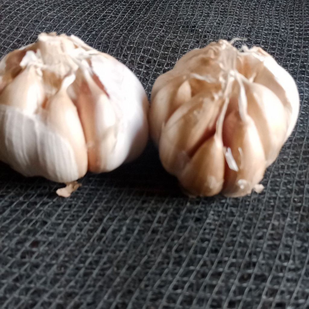 

Bawang putih kating 1kg