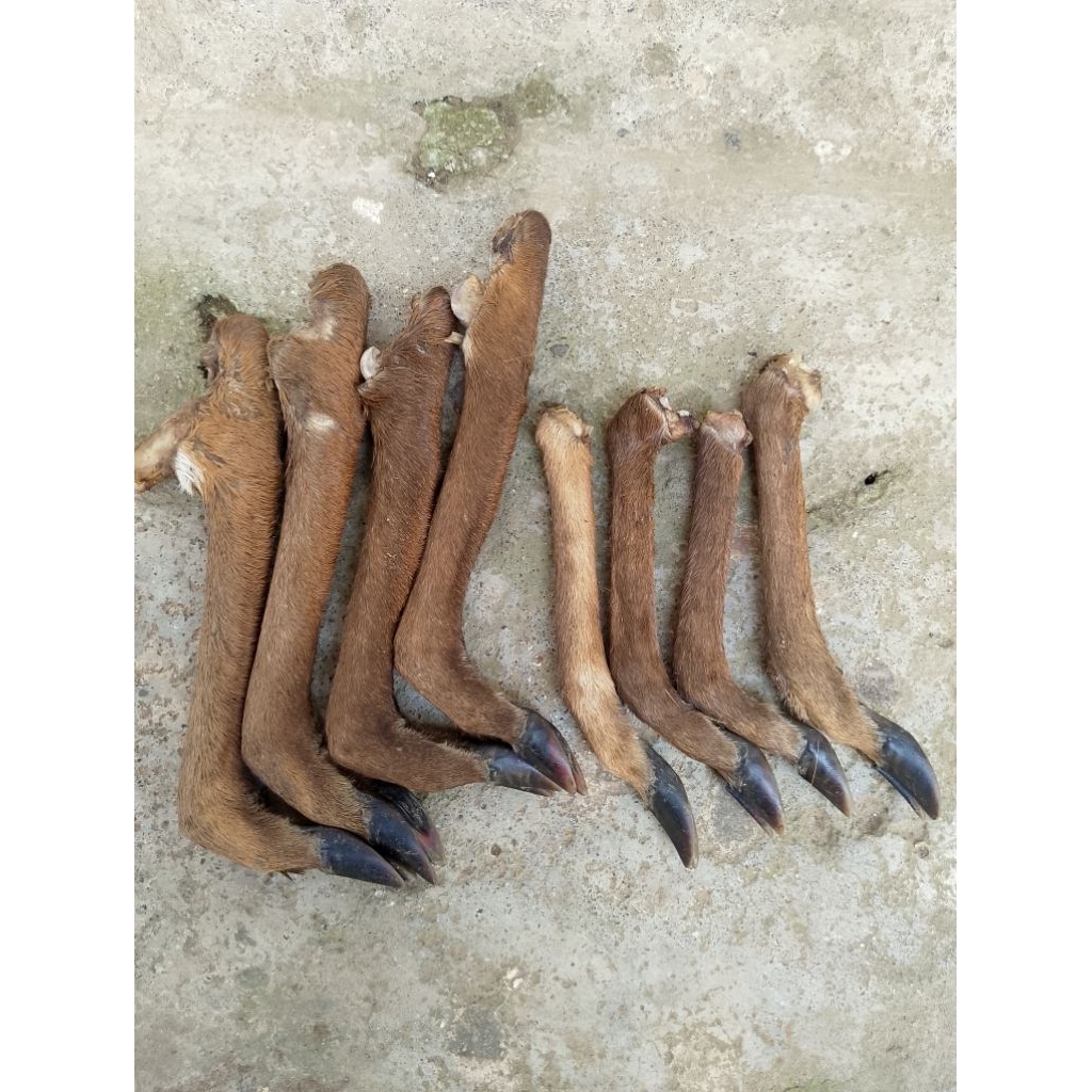 

sikil kidang lulang kijang asli