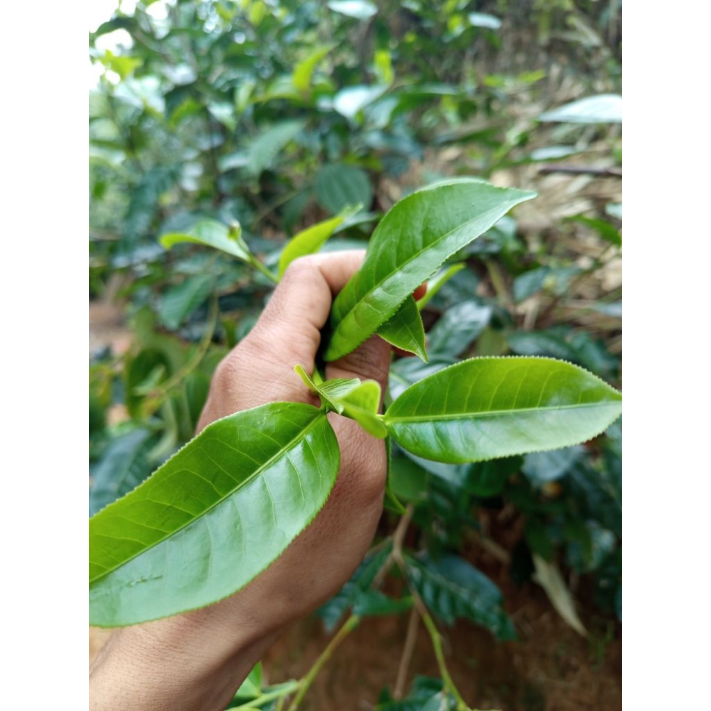 

pucuk daun teh segar langsung di petik