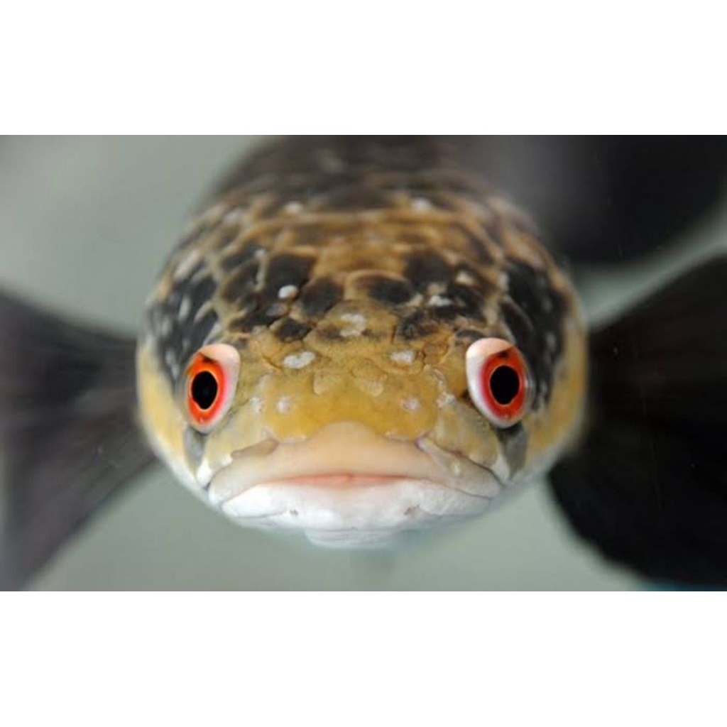 Hiasan Aquarium | Maru YS | Single Tank | Full Cabung / Bunga 16-21 cm