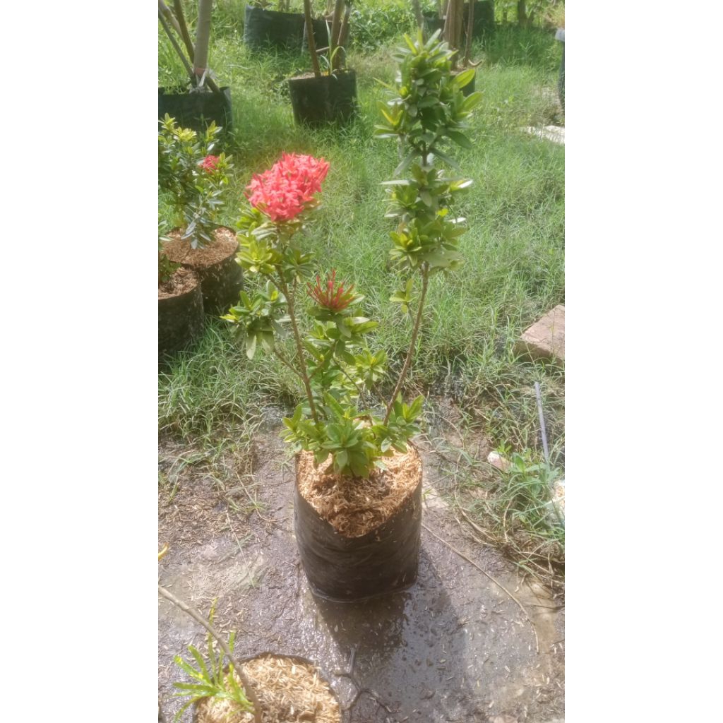 Asoka micro warna Merah