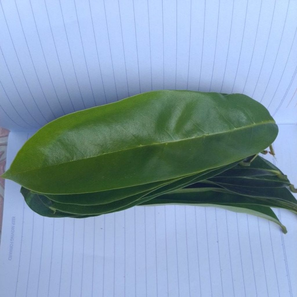 

DAUN SIRSAK SEGAR 500gr