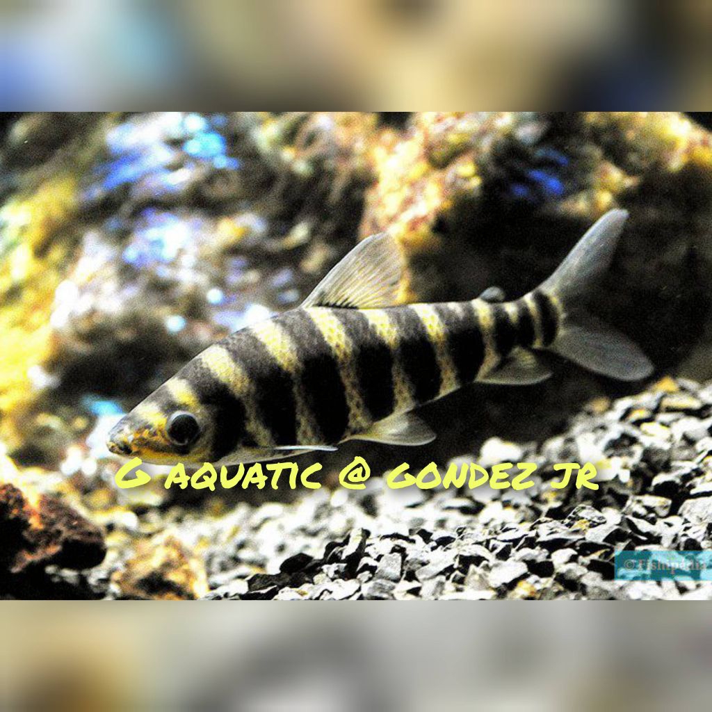 ikan leporinus size 19-20 cm