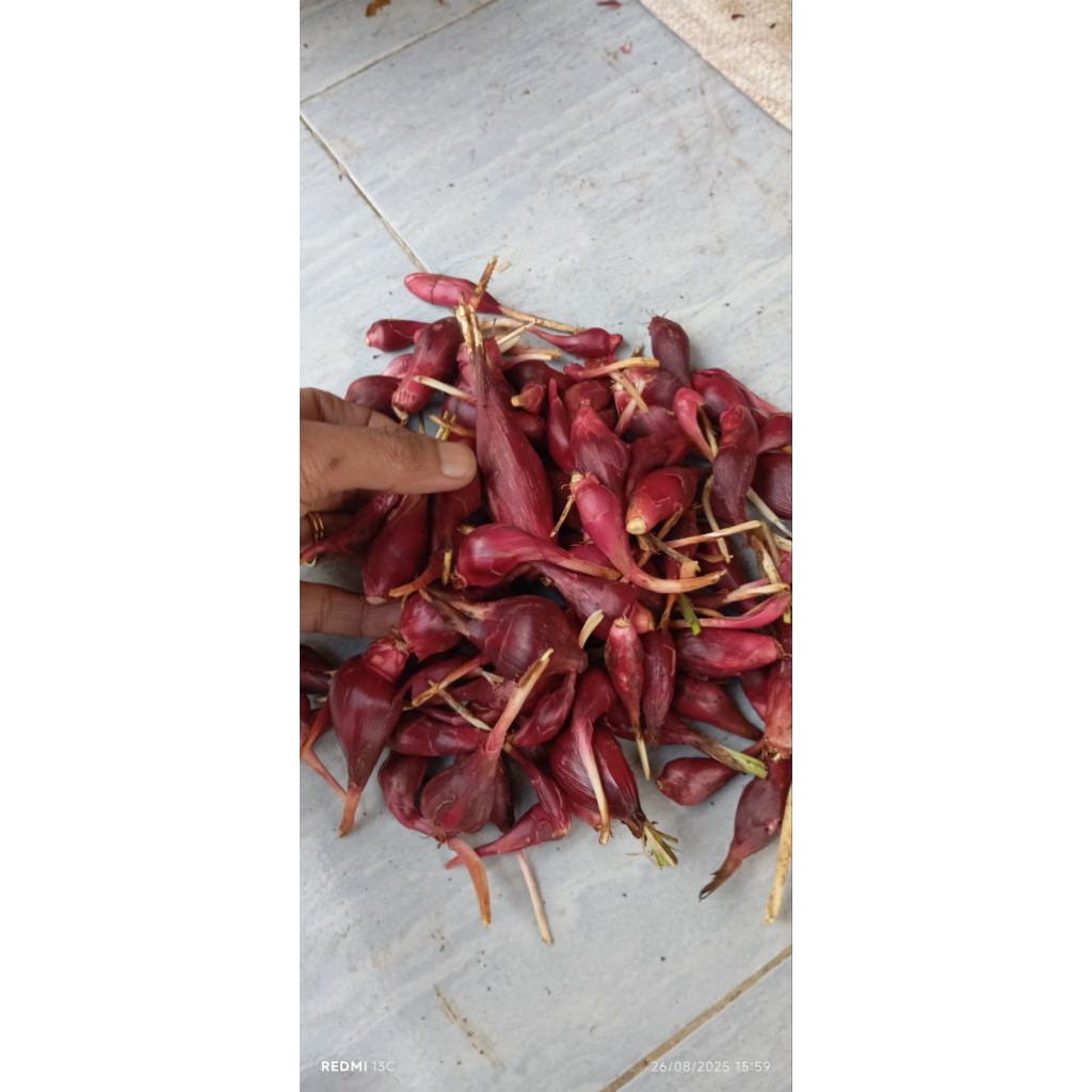 

bawang Dayak asli Kalimantan murah 500g