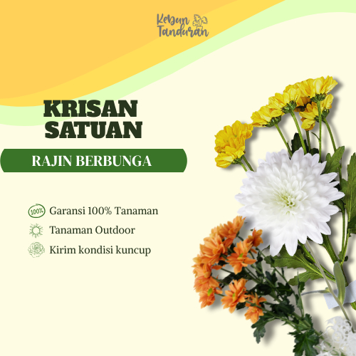 Bibit Bunga Krisan Berbagai Warna | Tanaman Hias Krisantemum Indah Siap Tanam