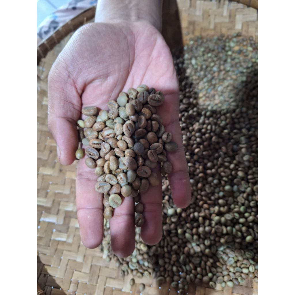 

Biji kopi grenbean ROBUSTA grade 1