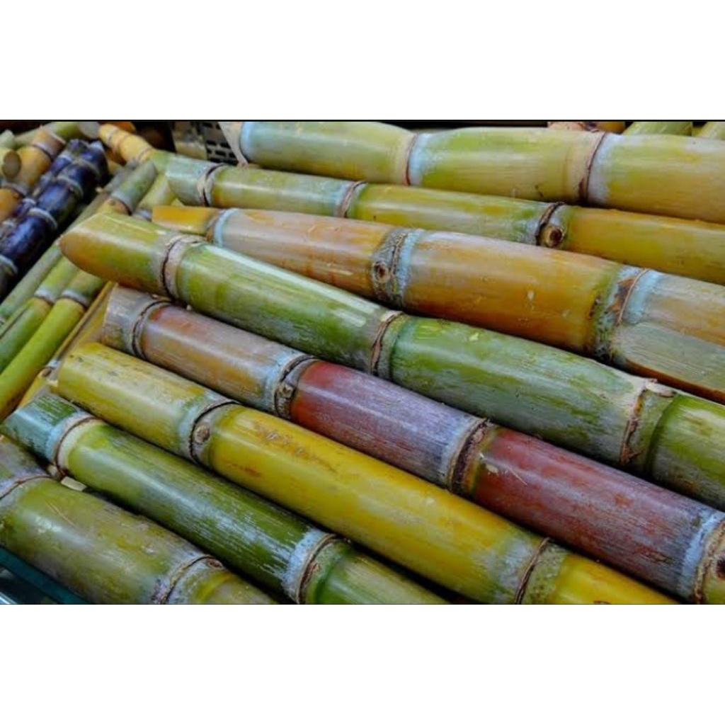 

Batang Tebu Segar Tebu Manis Berkulit