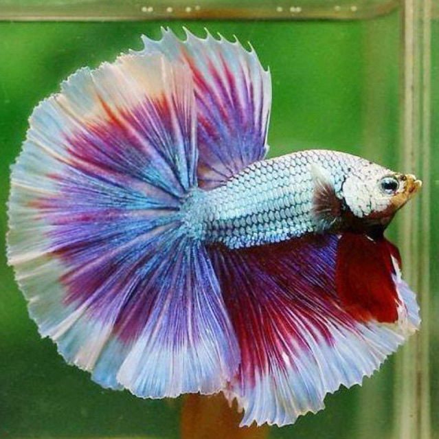 HIASAN AQUARIUM IKAN CUPANG HALFMOON SZ L