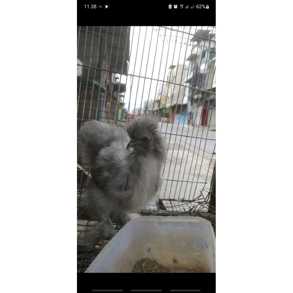 SILKIE UMUR 3-4BULAN