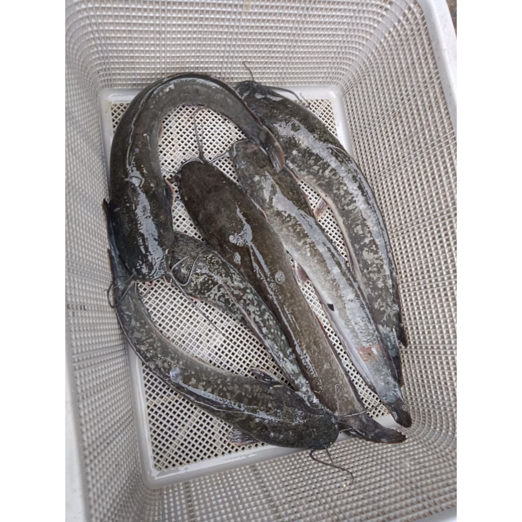 

IKAN LELE 1 KG ISI 6-8 EKOR