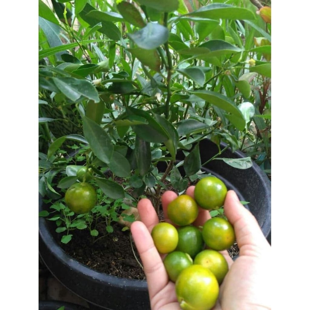 

Bibit Buah Jeruk Kasturi